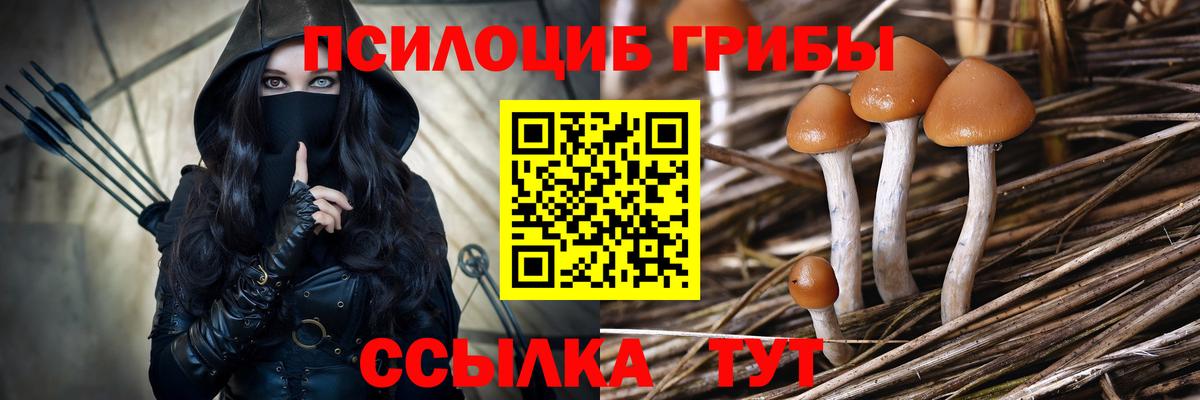 Грязи  Псилоцибиновые грибы Psilocybe  Вход с VPN 